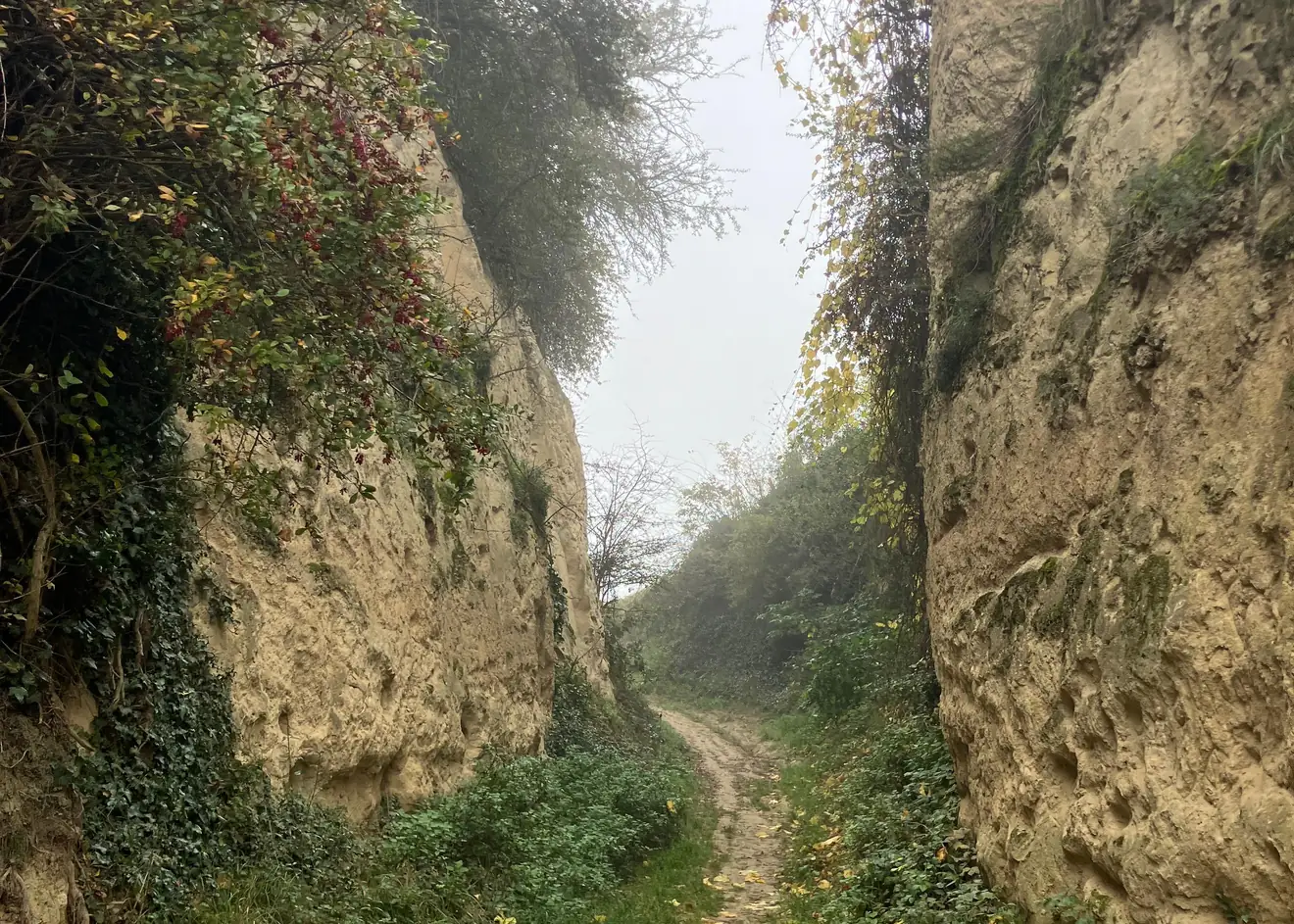 Ein Hohlweg am Kaiserstuhl, links und rechts meterhohe Wände aus Löss, dem gelben Sandboden der Gegend.