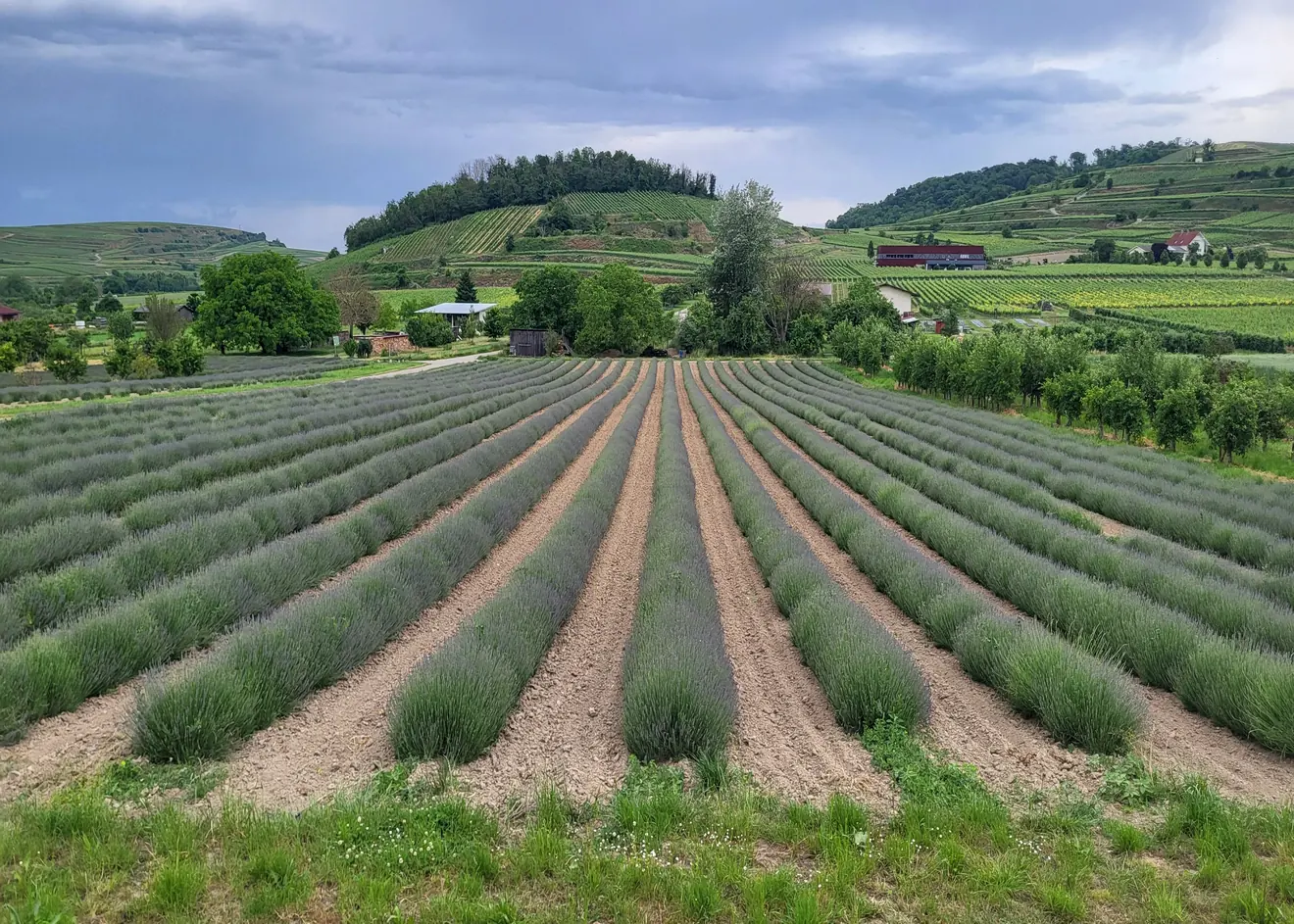 Lavendelfeld bei Bischoffingen im Kaiserstuhl, dahinter Rebterrassen und bewaldete Hügel.